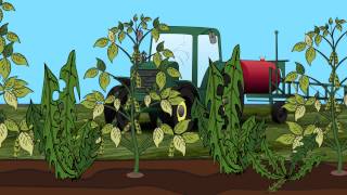 GMO Soybeans amp Sustainability [upl. by Gnuoy374]