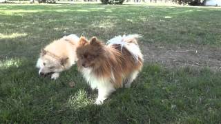 Pomskies Pomsky Full Grown playing in Yard [upl. by Christiansen]