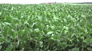 Farm Basics 738Soybean Growth Stages Air Date 52712 [upl. by Fay]