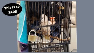 Cockatoo Padlocked and Not Handled for 30 Years  RESCUED [upl. by Abixah]