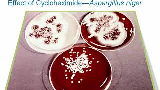 Introduction to Clinical Mycology Part 3 Hot Topic [upl. by Hoffmann]