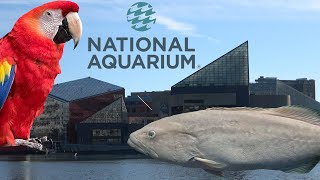 National Aquarium Baltimore Tour amp Review with The Legend [upl. by Asik]