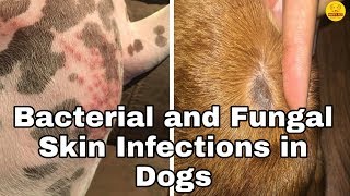 Bacterial and Fungal Skin Infections in Dogs  Happy Pet [upl. by Aldridge]