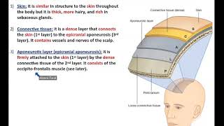 The Scalp Detailed Anatomy  Dr Ahmed Farid [upl. by Backler]