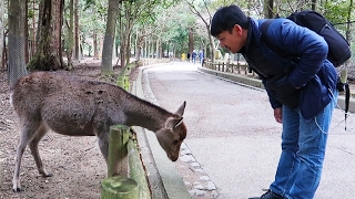 POLITE Bowing Deer of Nara Japan [upl. by Ripley]