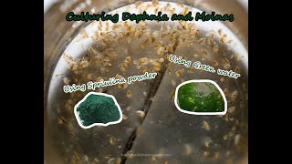 How To Culture Daphnia and Moinas using Green Water Spirulina powder [upl. by Hoffman]