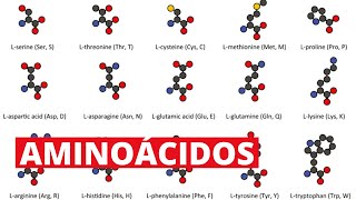 Los 20 aminoácidos y sus funciones [upl. by Gosney]