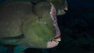 Facts The Humphead Parrotfish [upl. by Enelie]