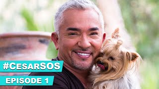 Cesar Millan Helps Missy Elliott with Her Over Excited Dogs CesarSOS [upl. by Omero]