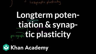 Long term potentiation and synaptic plasticity  Processing the Environment  MCAT  Khan Academy [upl. by Nadda404]