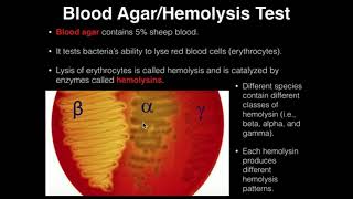 Microbiology HemolysisBlood Agar [upl. by Nodnalb]