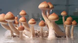 Psilocybe Cubensis by Psilo Lab Netherlands [upl. by Avraham680]