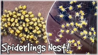 MASSIVE BABY SPIDERS NEST on garden SHED SPIDERLINGS HATCHED [upl. by Rednasxela433]