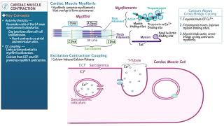 Cardiac Muscle Contraction [upl. by Jewett]