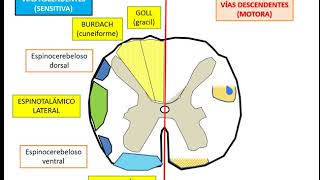 SISTEMATIZACIÓN DEL SISTEMA NERVIOSO VÍA MOTORA Y SENSITIVA PARTE 1 [upl. by Brittany]