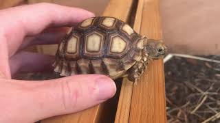 Baby Sulcata Tortoise Care Guide [upl. by Aronoel]