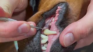 How to Deep Clean your Dogs Teeth [upl. by Grenville]