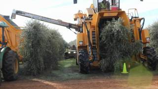 Oxbo 6420 Super High Density Olive Harvester [upl. by Janette]