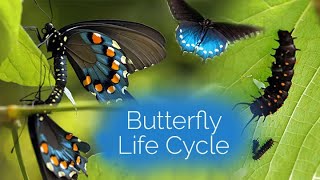 Butterfly Life Cycle [upl. by Tavy]