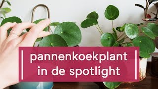 Zo verzorg je de PannenkoekplantPilea peperomioides [upl. by Assyle]