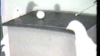 BF Skinner Foundation  Pigeon Ping Pong Clip [upl. by Jemy]