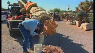 How To Transplant A Saguaro Cactus [upl. by Marie]