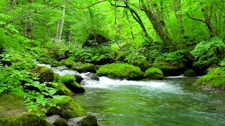 Mountain Stream in Green Forest Nature Sounds Flowing River Stream White Noise 10 hours to Sleep [upl. by Gee486]