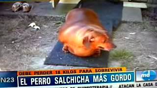 perro salchicha gordo [upl. by Thapa]