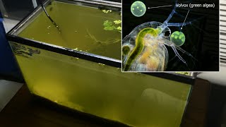 Raising Daphnia for the Freshwater Aquarium [upl. by Caroline]