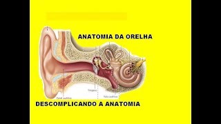 Anatomia da Orelha  Ouvido [upl. by Noffets]