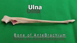 Ulna of Dog  Veterinary Anatomy  Dog Forelimb [upl. by Montague]