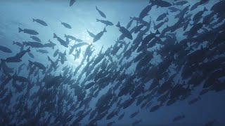 Ocean Surface 10 Hours of Relaxing Oceanscapes  BBC Earth [upl. by Edas]