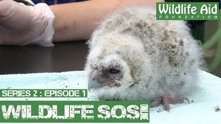 Wildlife SOS Online S2  Episode 1 A Day in the Life [upl. by Ahsaz902]