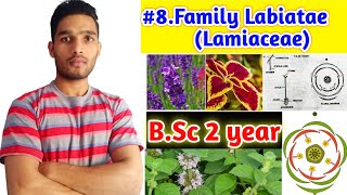 Family Lamiaceae or LabiataeFloral charactersFloral formula and Economic importance BSc 2year [upl. by Ylek]