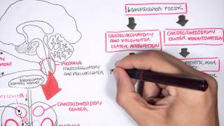 Compensatory Mechanisms of Medical Shock [upl. by Weiser]