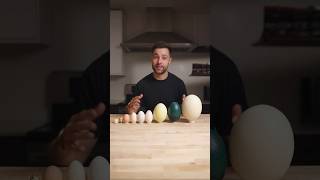 I Cooked the World’s CRAZIEST Eggs [upl. by Eidroj458]