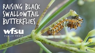 Raising Black Swallowtail Butterflies [upl. by Notsew]