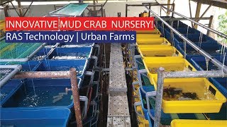 Innovative Urban Mud Crab Farming Nursery with RAS Technology [upl. by Gotthard744]