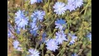 Chicory Cichorium intybus [upl. by Bohi]