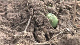 Soybean Planting From Ag PhD 578 5309 [upl. by Yokum]