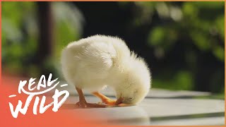 Most Playful Farm Animals  Baby Animals In Our World  Real Wild [upl. by Wane]