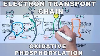 Electron Transport Chain and Oxidative Phosphorylation [upl. by Sinclare]