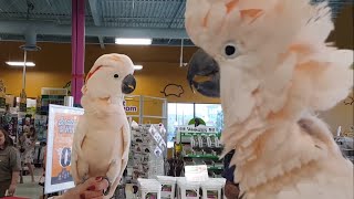 Cockatoos meet each other in pet store hilarity ensues [upl. by Keegan]