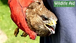 Great Release of a Buzzard [upl. by Ettegdirb]