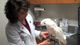 Dr Laurie Hess Examines a 58yearold Moluccan Cockatoo [upl. by Amorita]