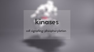 Cell signalling kinases amp phosphorylation [upl. by Mahau]