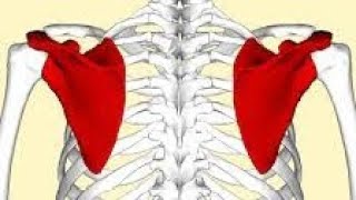 La scapula lomoplate [upl. by Mellitz657]