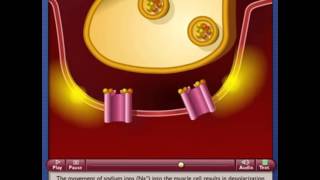 Function of Neuromuscular Junction [upl. by Eitak]