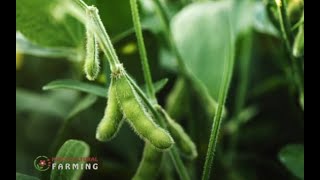 Soybean farming tips and guide  Horticulture [upl. by Raeann]