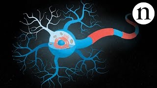 Inside ALS The neurons behind the disease [upl. by Rellim301]